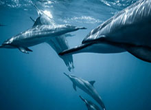 【中超】陈志钊2球 富力4球大逆转大连人获第11